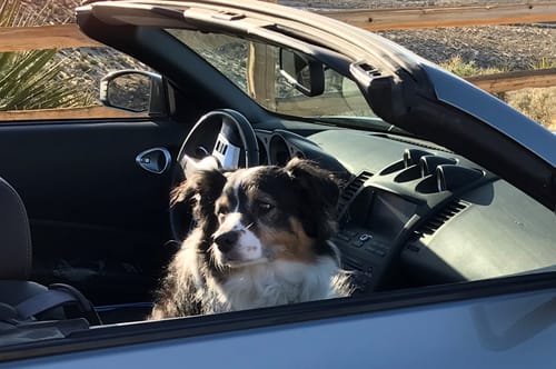 Customer's photo of a dog sitting in the driver's seat of a convertible.